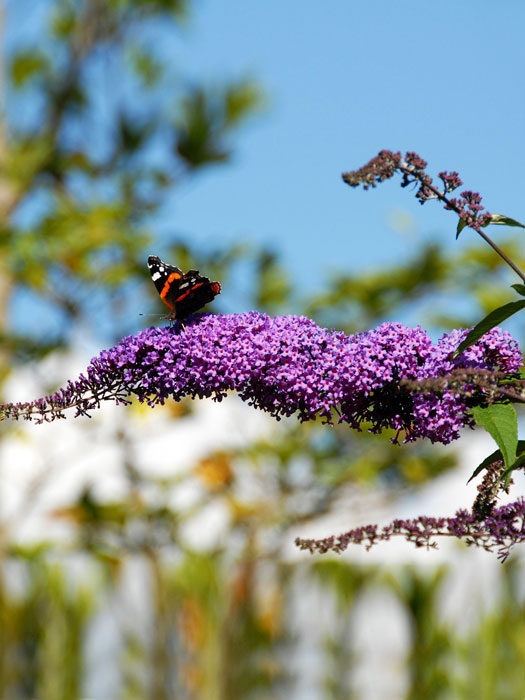 Einstieg-Schmetterlinge-im-Garten Einstieg-Schmetterlinge-im-Garten